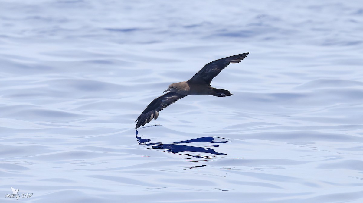 Wedge-tailed Shearwater - ML640853101