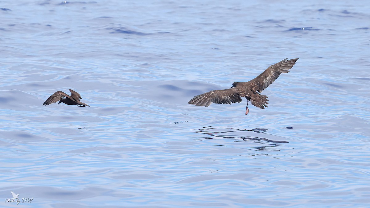Wedge-tailed Shearwater - ML640853102