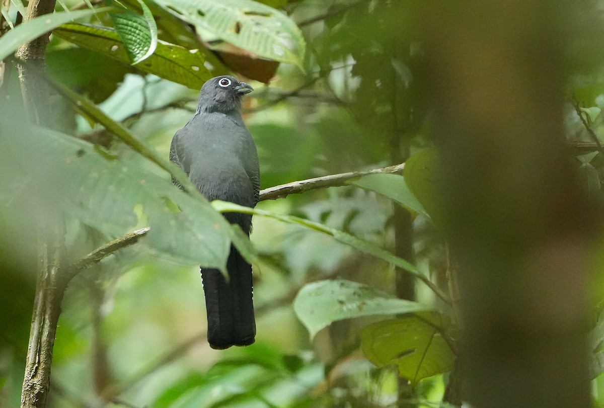 Amazonian Black-throated Trogon - ML640853193