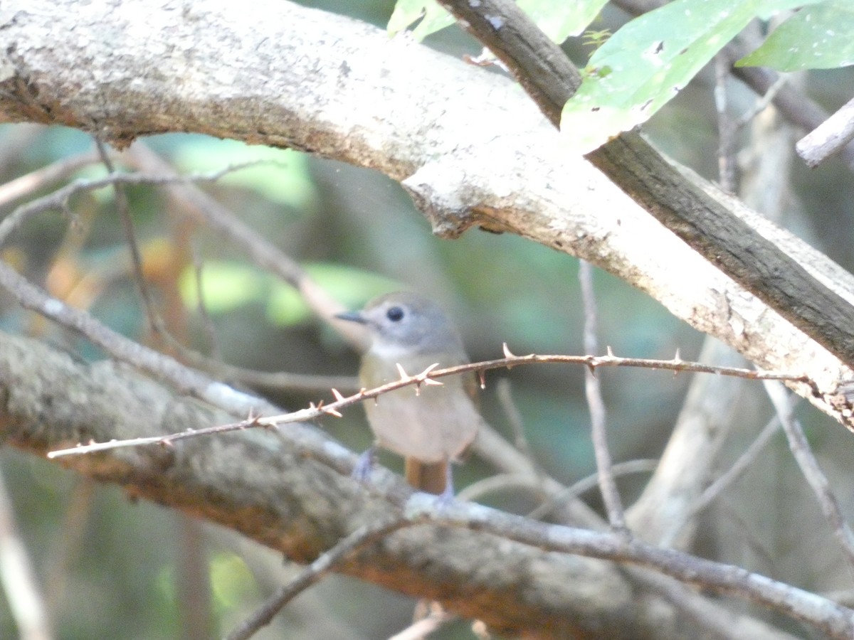 Fulvous-chested Jungle Flycatcher - ML640853194