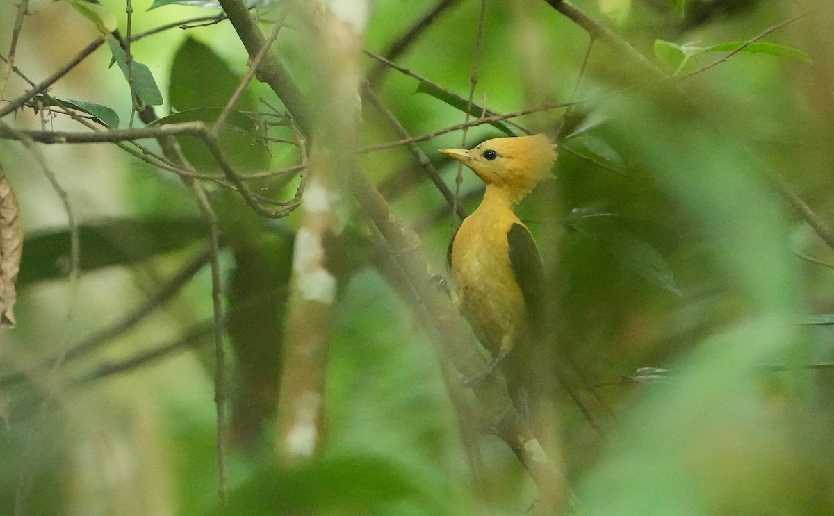 Cream-colored Woodpecker - ML640853195