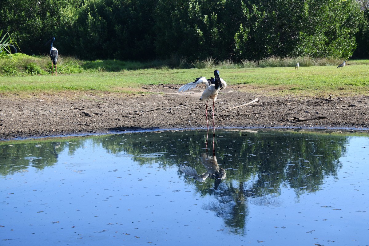 Black-necked Stork - ML640853234