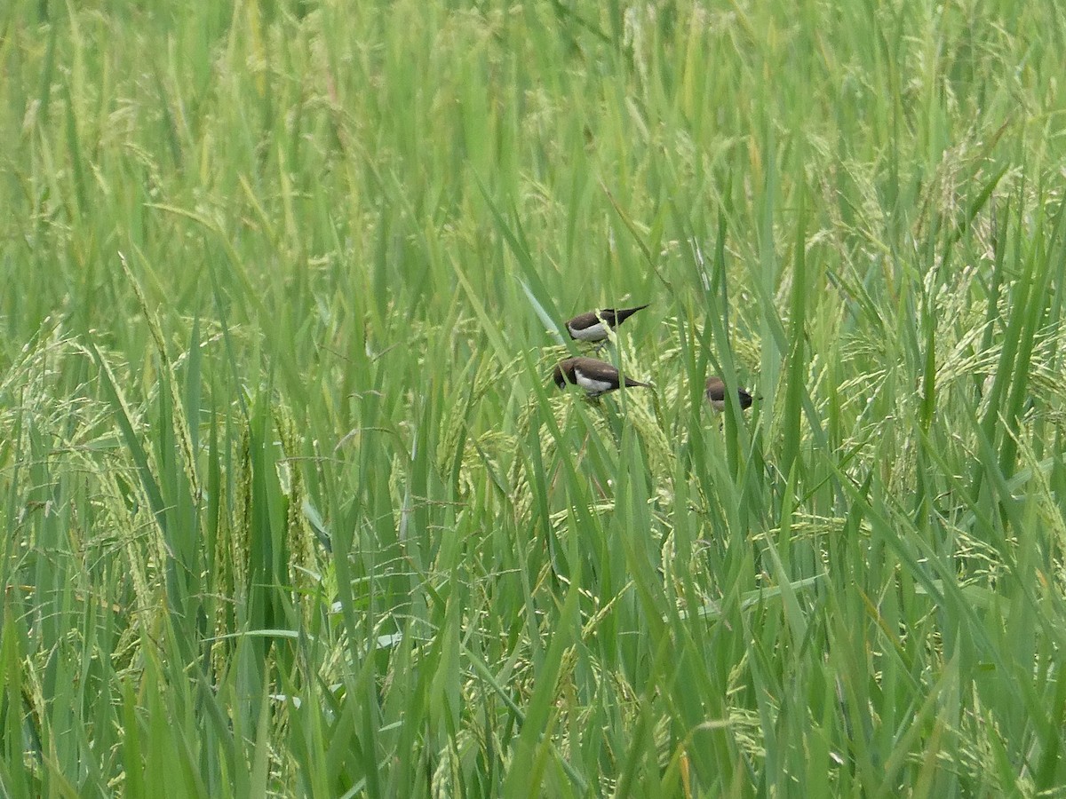 Javan Munia - ML640853254