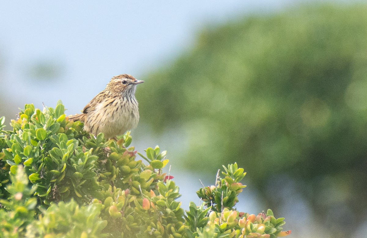 Striated Fieldwren - ML640853269