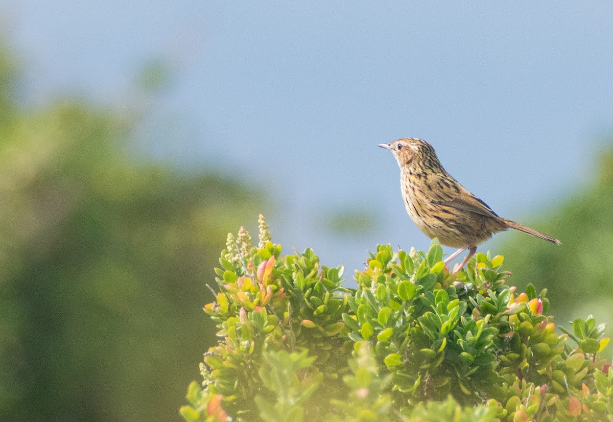 Striated Fieldwren - ML640853270