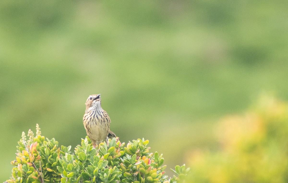 Striated Fieldwren - ML640853271