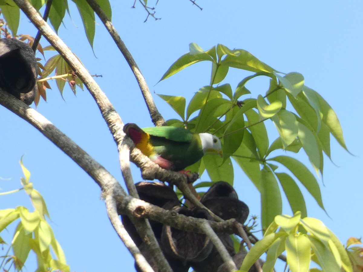 Black-naped Fruit-Dove - ML640853301