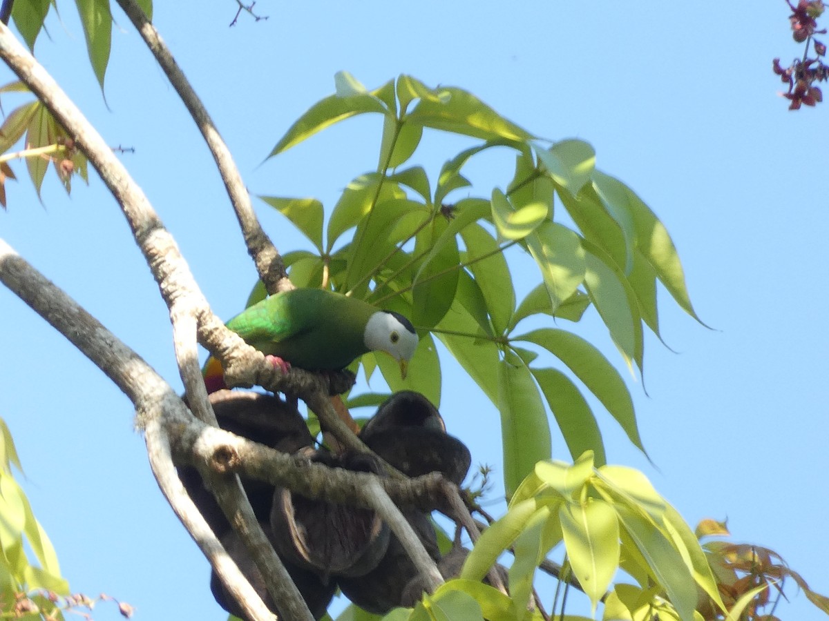 Black-naped Fruit-Dove - ML640853302