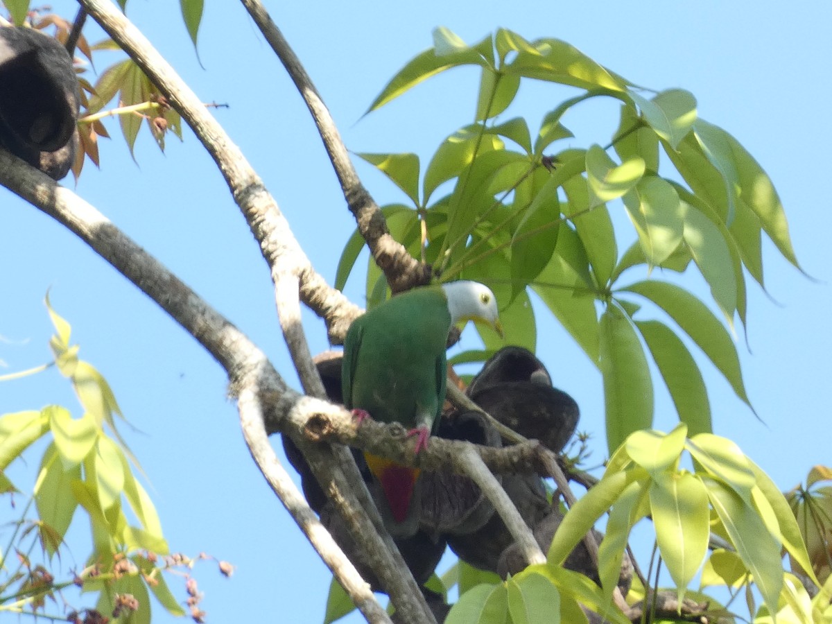 Black-naped Fruit-Dove - ML640853306