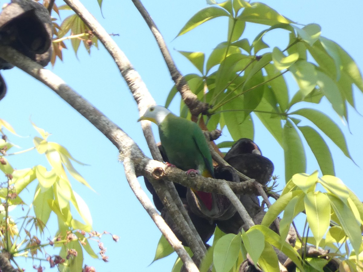 Black-naped Fruit-Dove - ML640853310