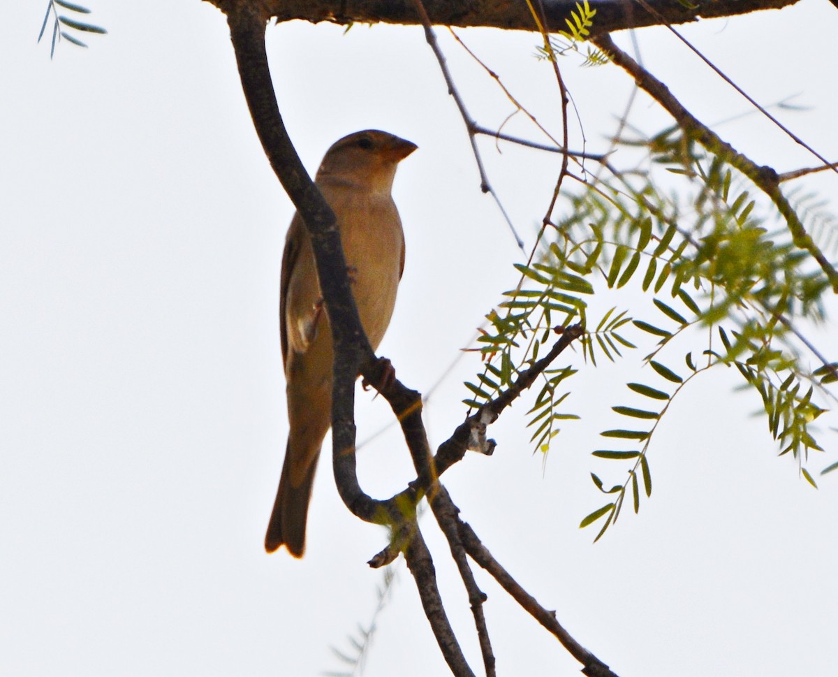 Pale Rockfinch - ML640853346