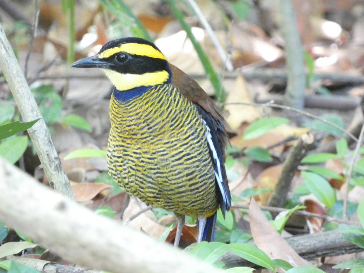 Javan Banded-Pitta - ML640853379