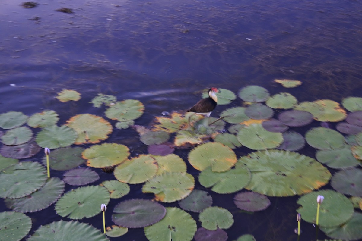Comb-crested Jacana - ML640853382