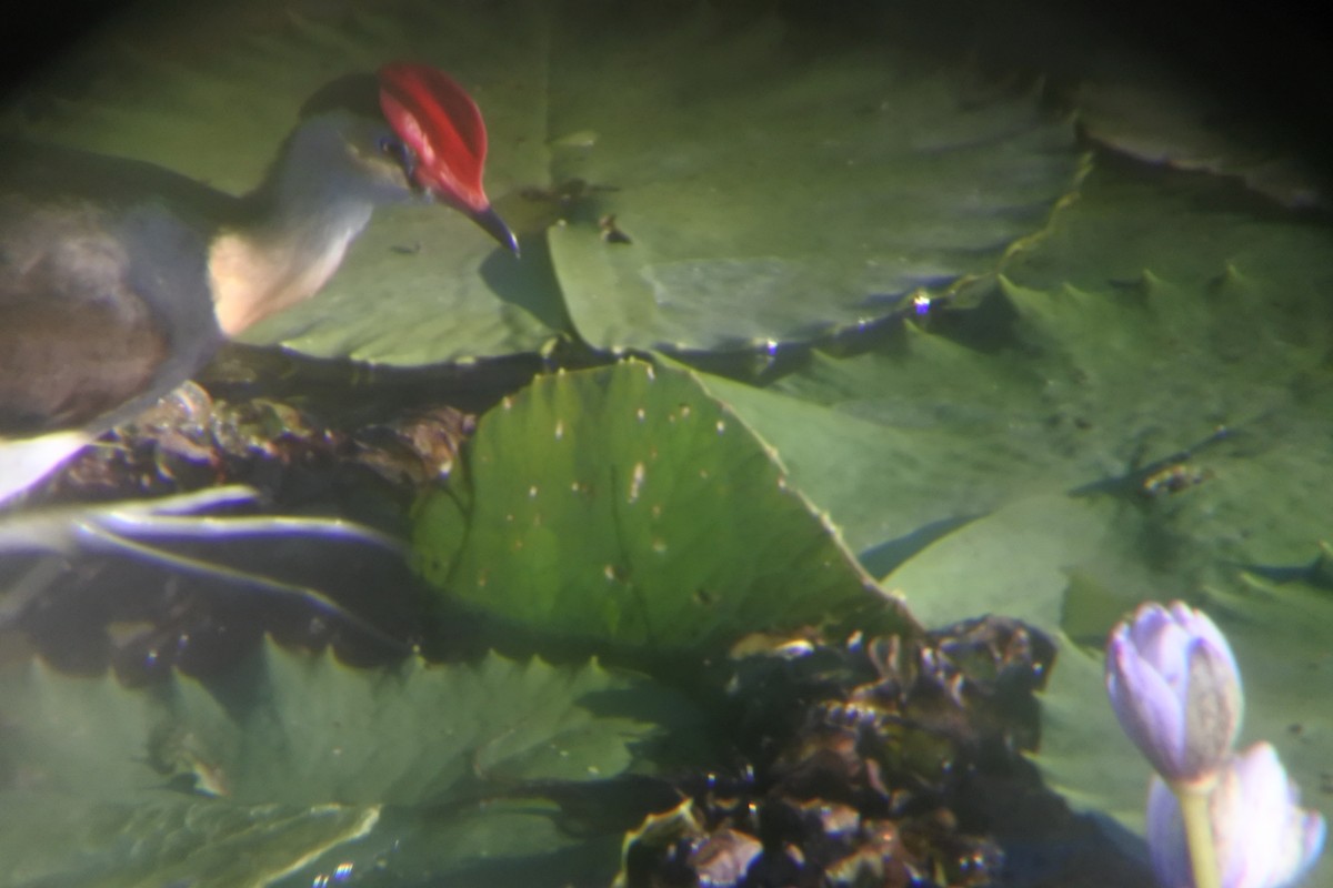 Comb-crested Jacana - ML640853383