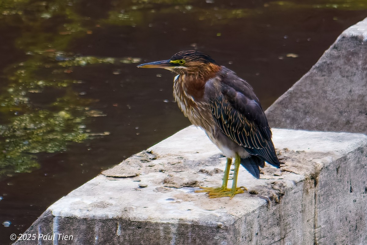 Green Heron - ML640853386