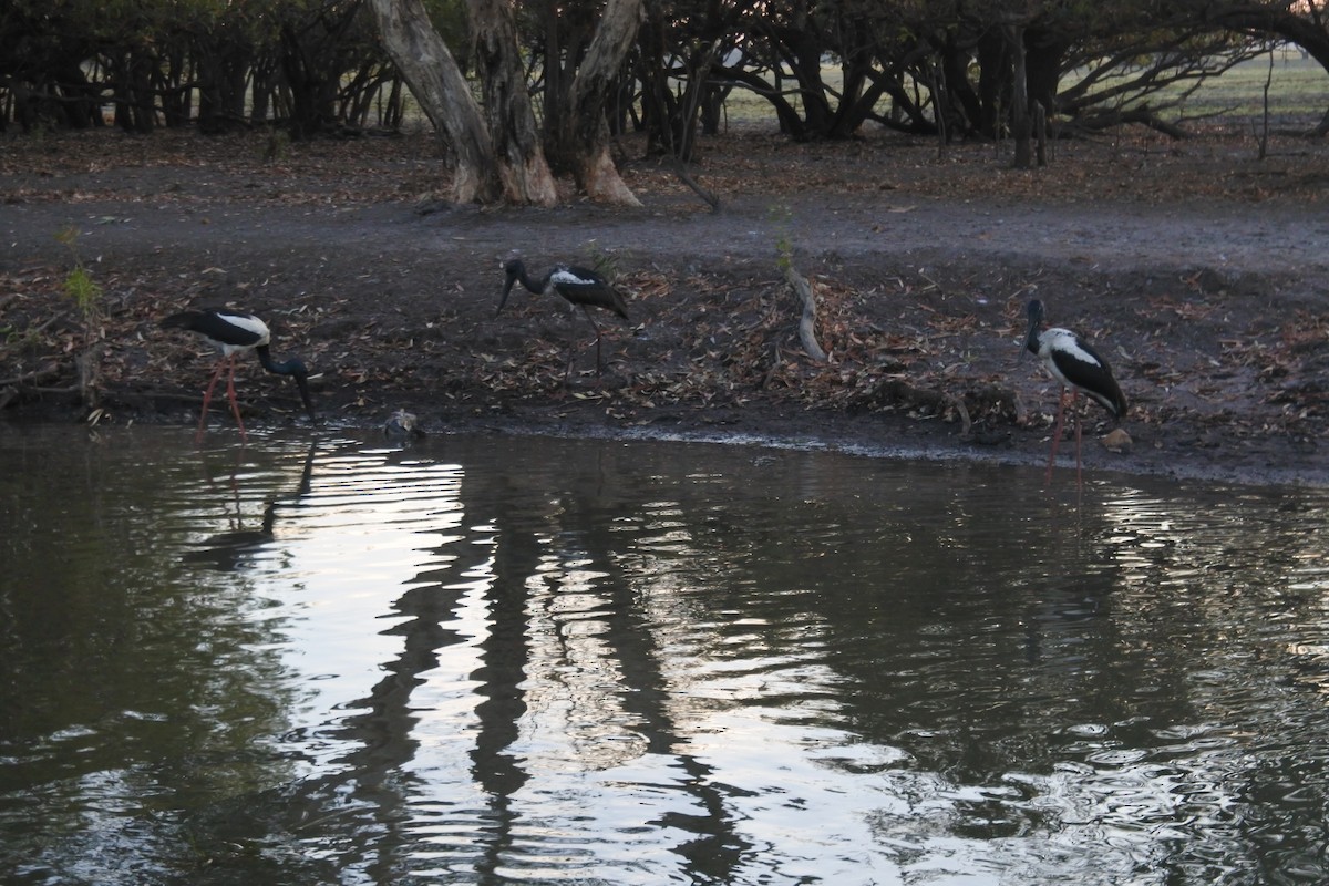 Black-necked Stork - ML640853388