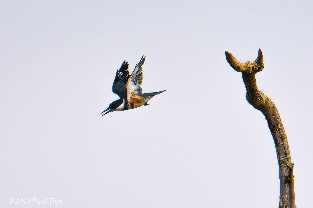 Belted Kingfisher - ML640853389