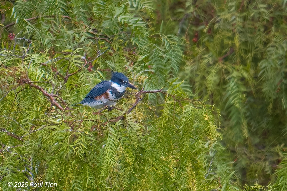 Belted Kingfisher - ML640853390