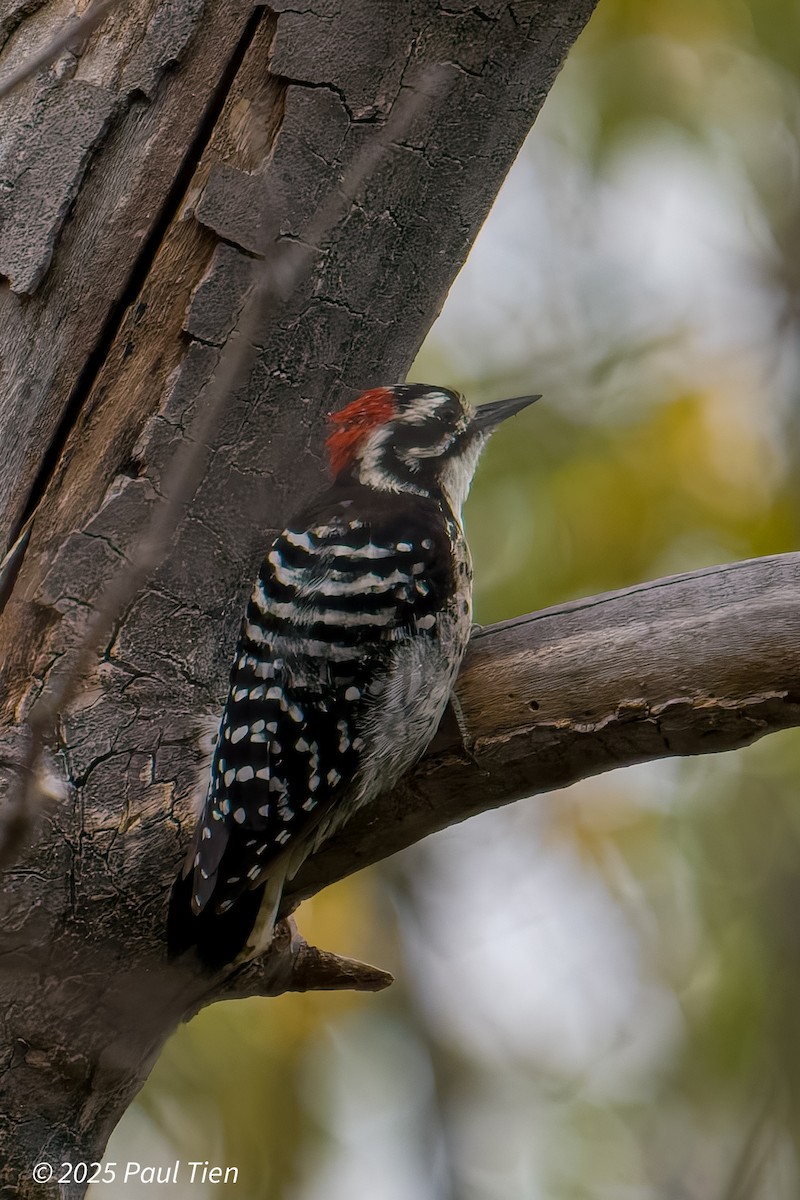 Nuttall's Woodpecker - ML640853398