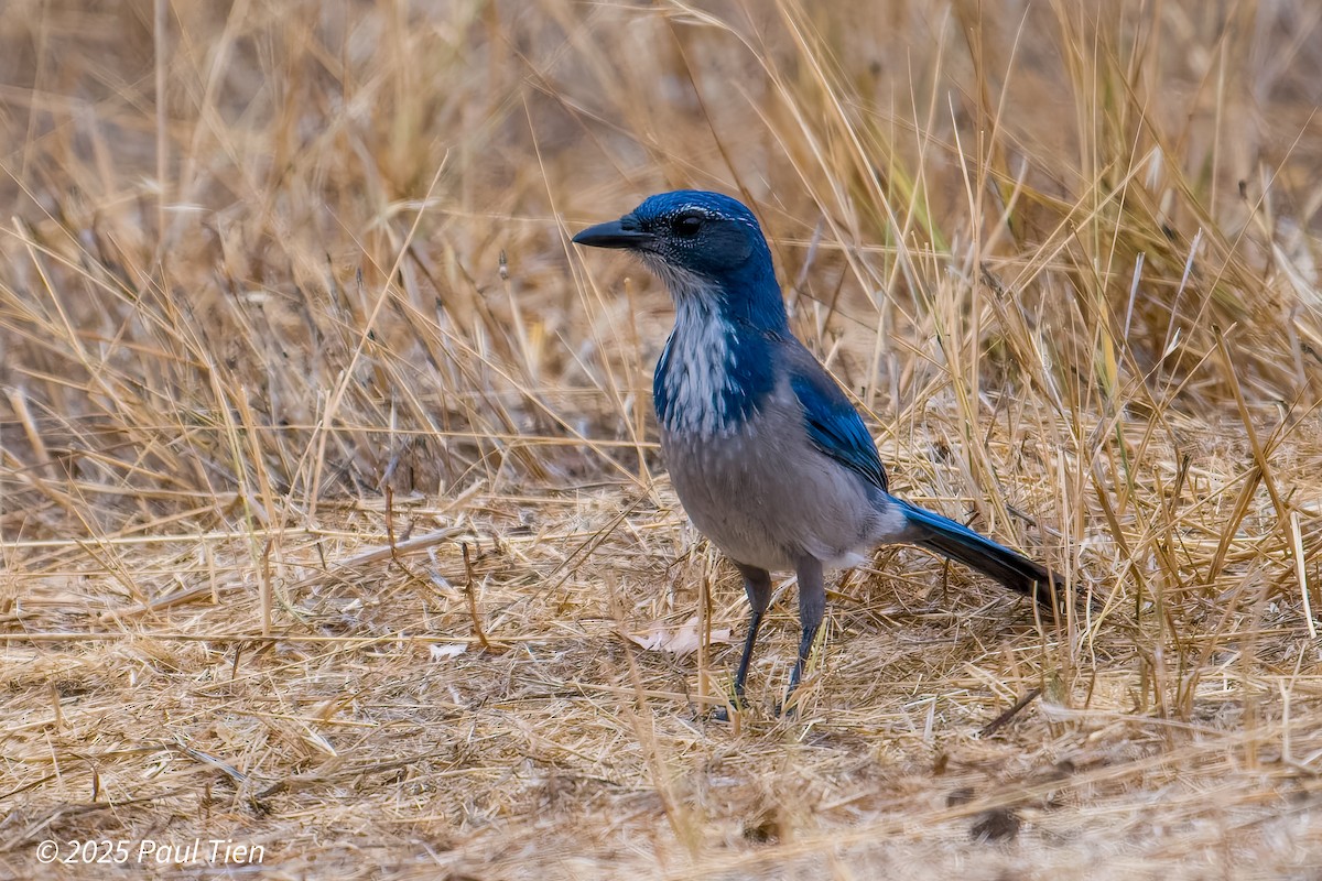 California Scrub-Jay - ML640853404