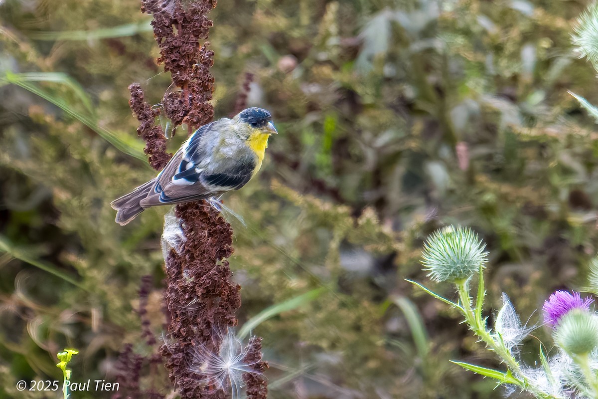 Lesser Goldfinch - ML640853415