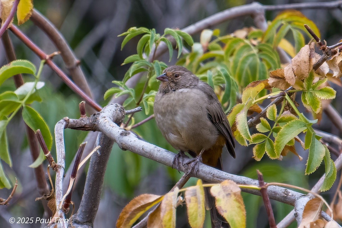 California Towhee - ML640853427