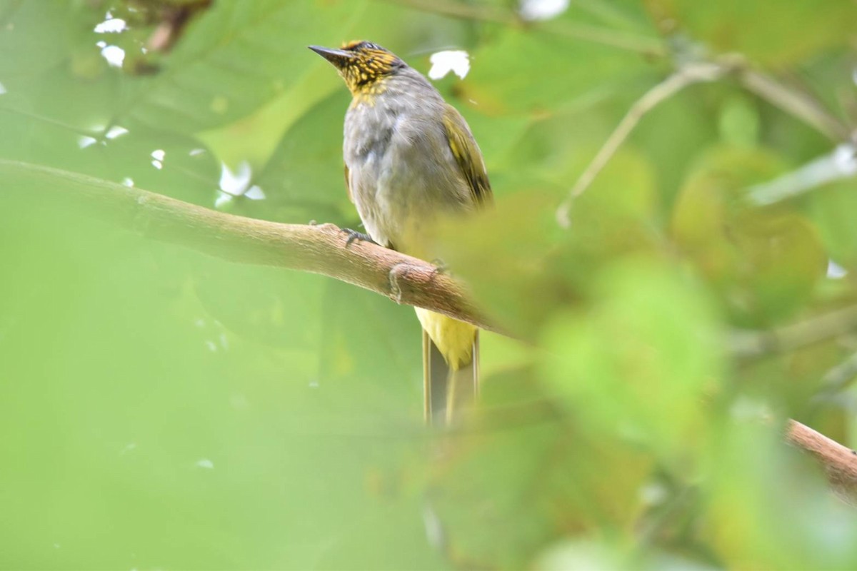 Stripe-throated Bulbul - ML640853428