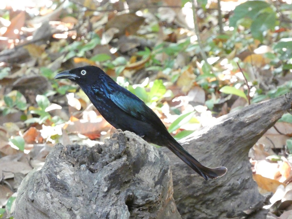Hair-crested Drongo - ML640853430