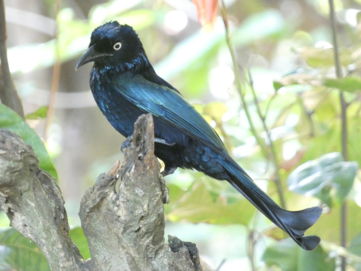 Hair-crested Drongo - ML640853434