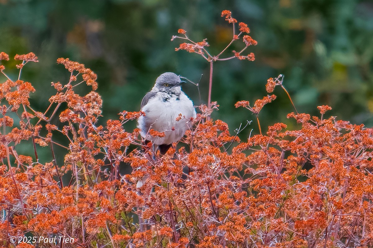 Northern Mockingbird - ML640853435