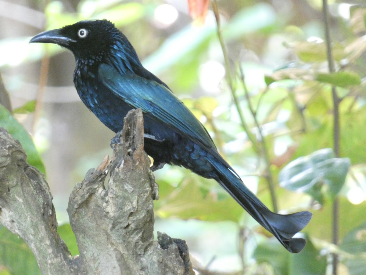 Hair-crested Drongo - ML640853437
