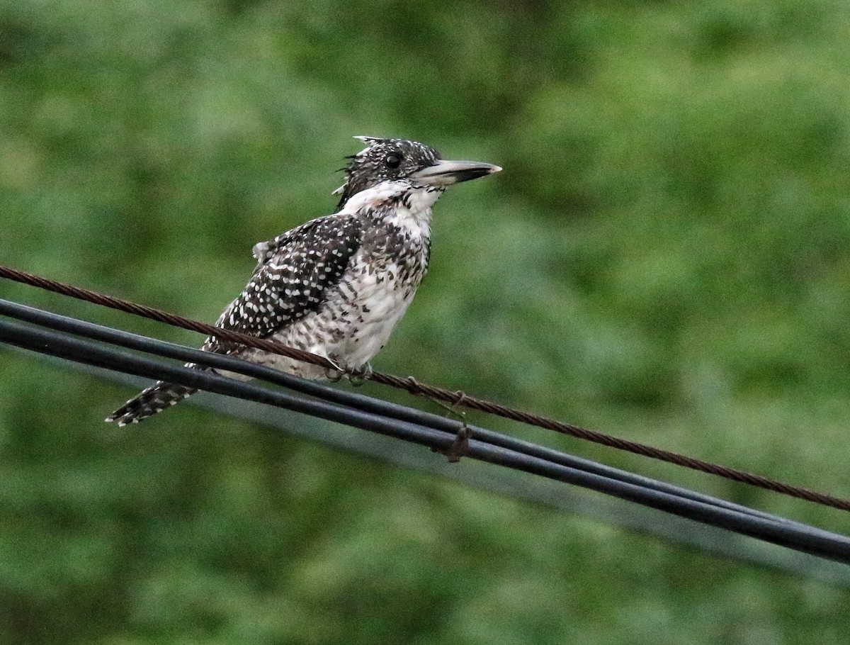 Crested Kingfisher - ML640853439