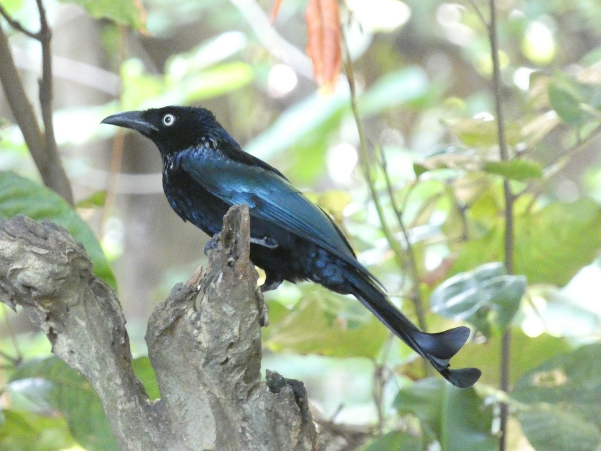 Hair-crested Drongo - ML640853440