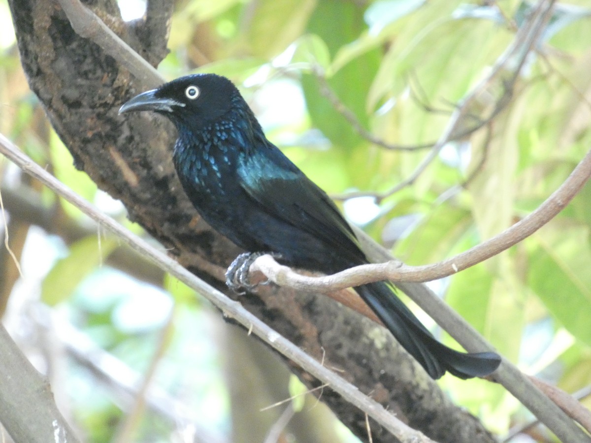 Hair-crested Drongo - ML640853442