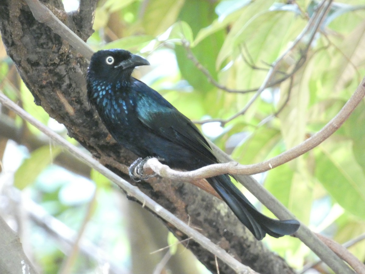 Hair-crested Drongo - ML640853443
