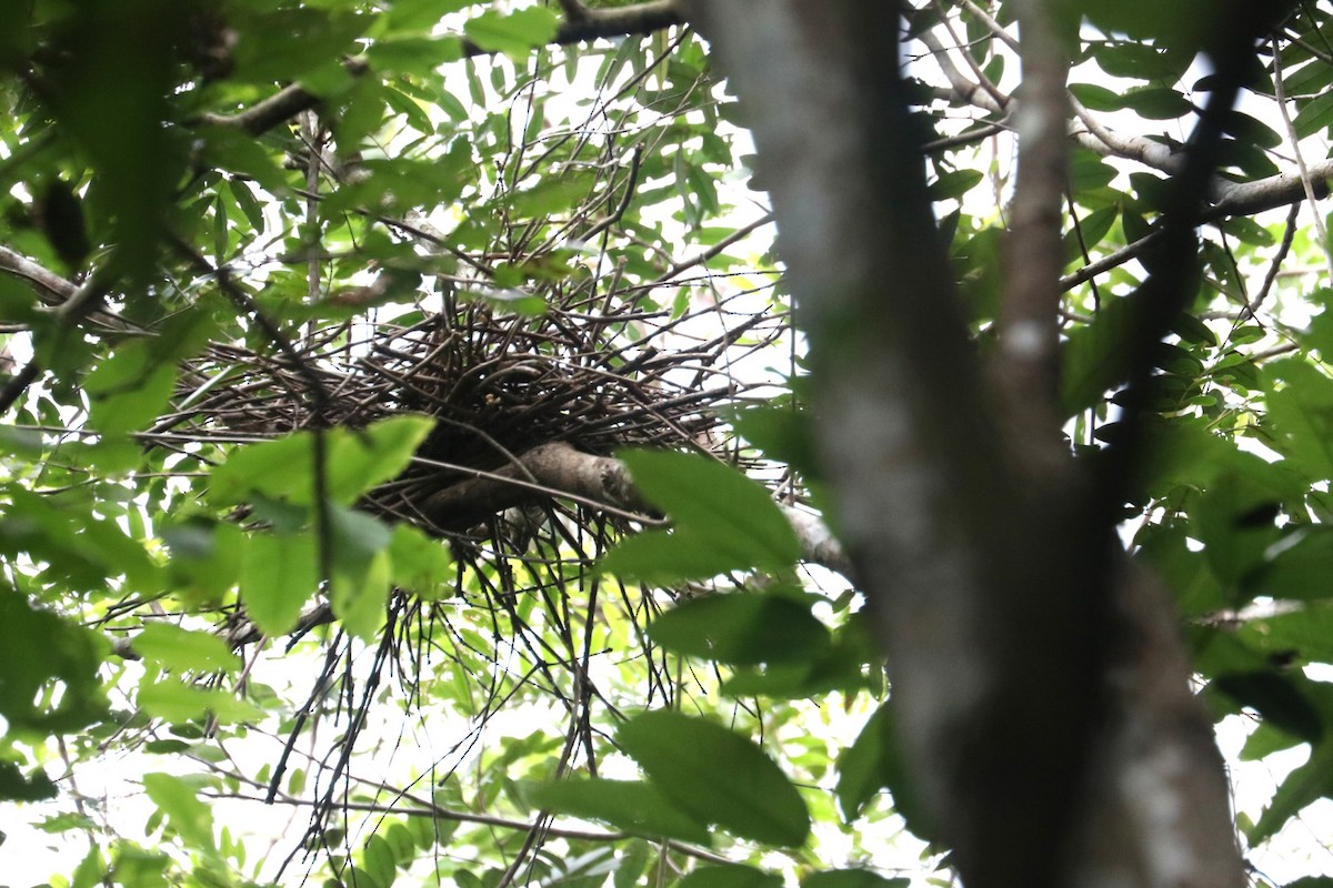 Malayan Night Heron - ML640853444