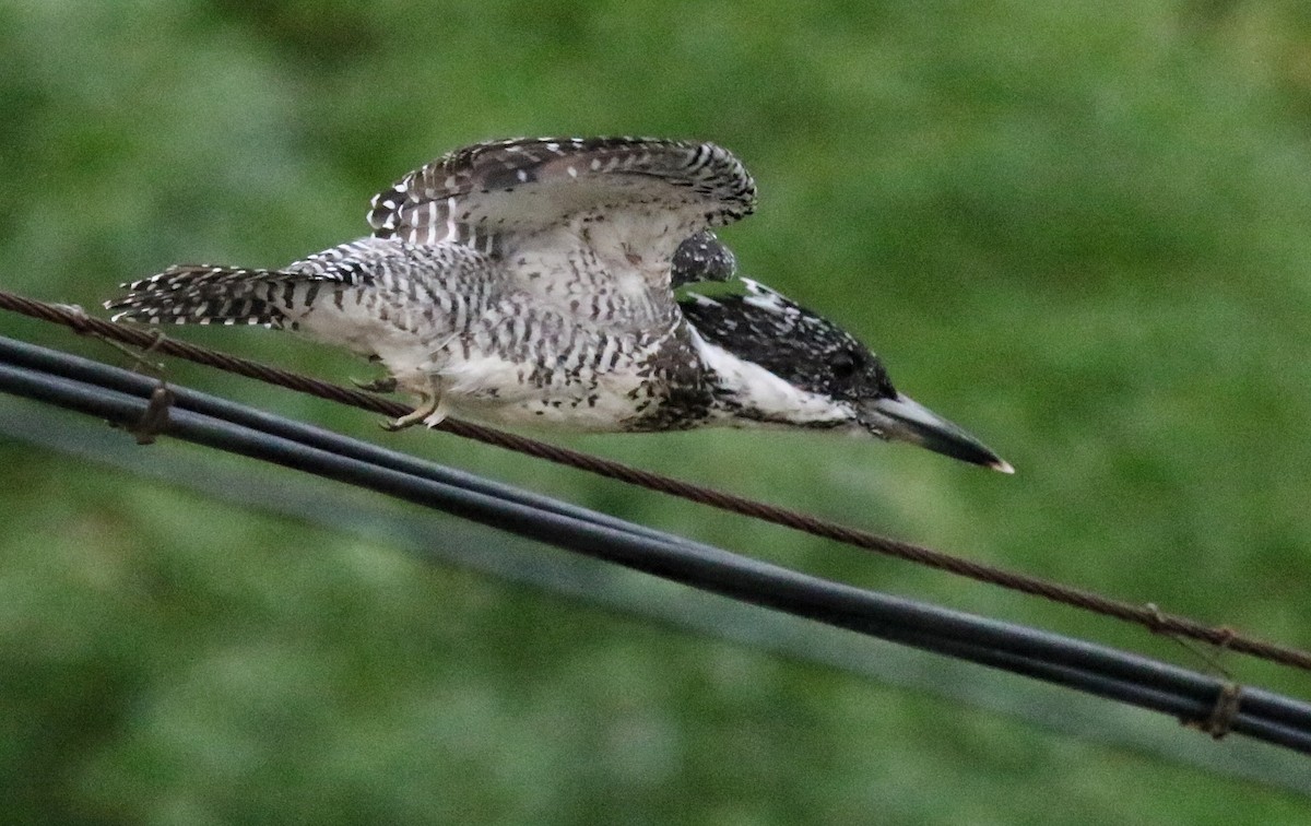 Crested Kingfisher - ML640853445