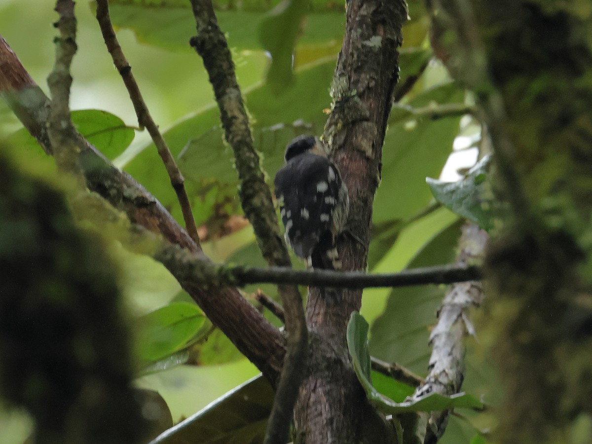 Crimson-naped Woodpecker - ML640853446
