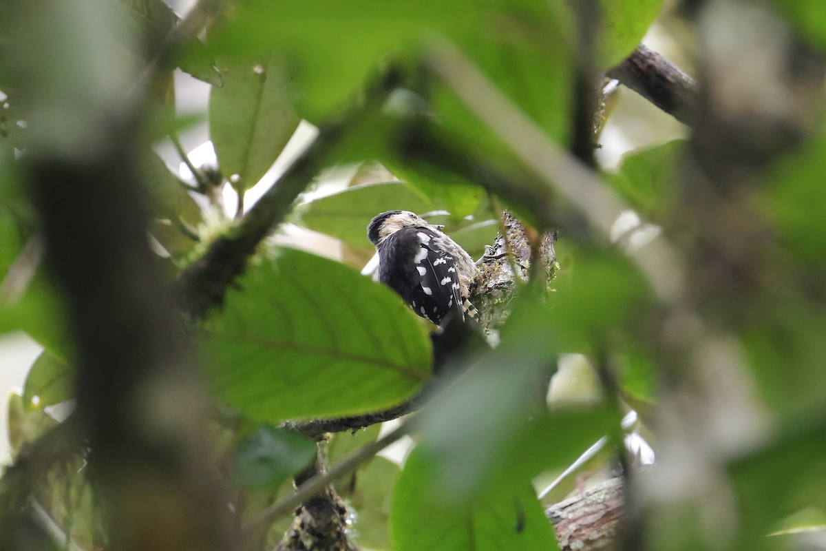 Crimson-naped Woodpecker - ML640853447