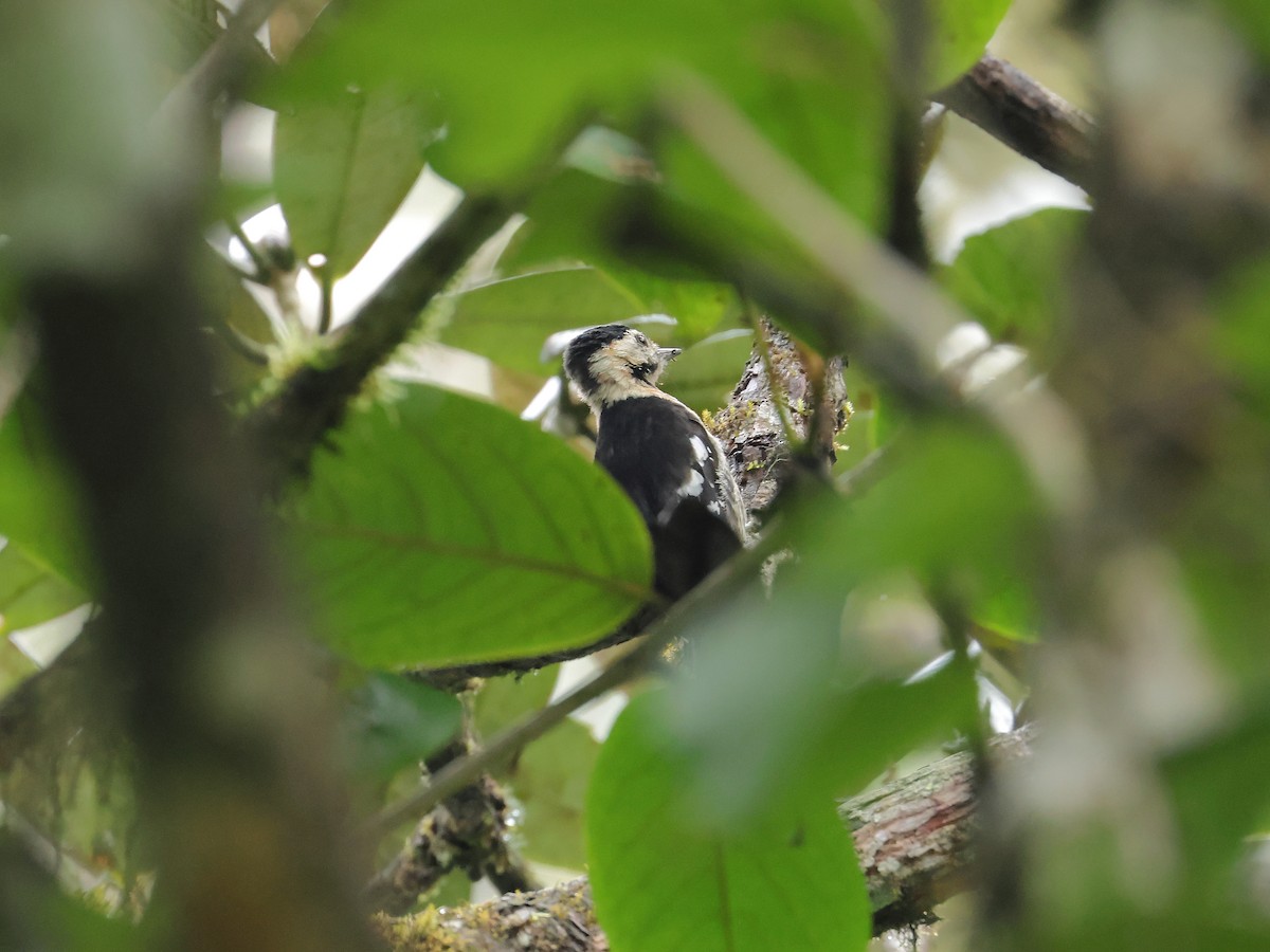 Crimson-naped Woodpecker - ML640853448