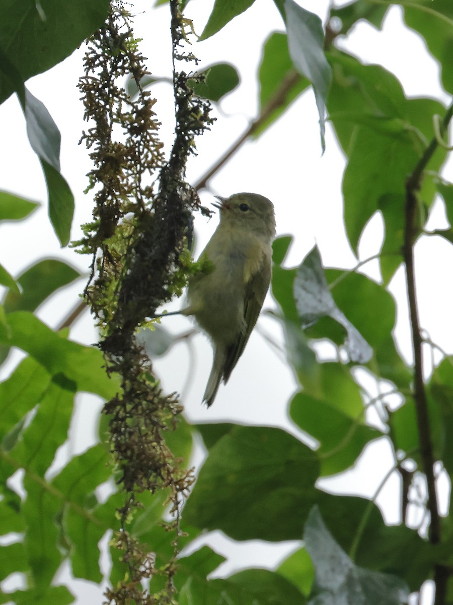 Yellow-browed Tit - ML640853457