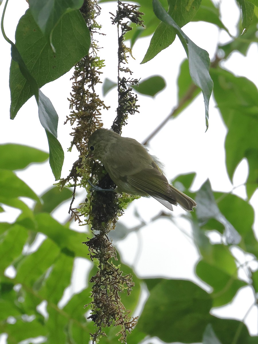 Yellow-browed Tit - ML640853458