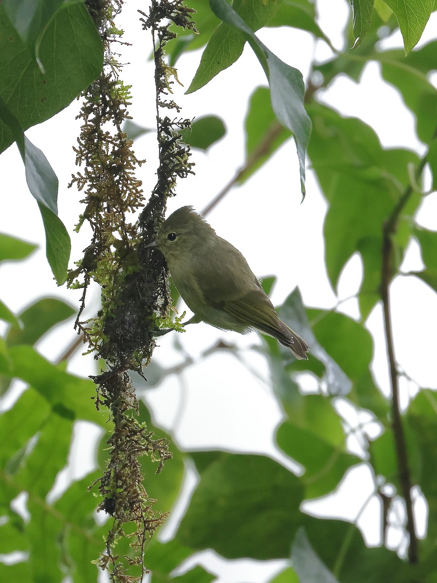 Yellow-browed Tit - ML640853459