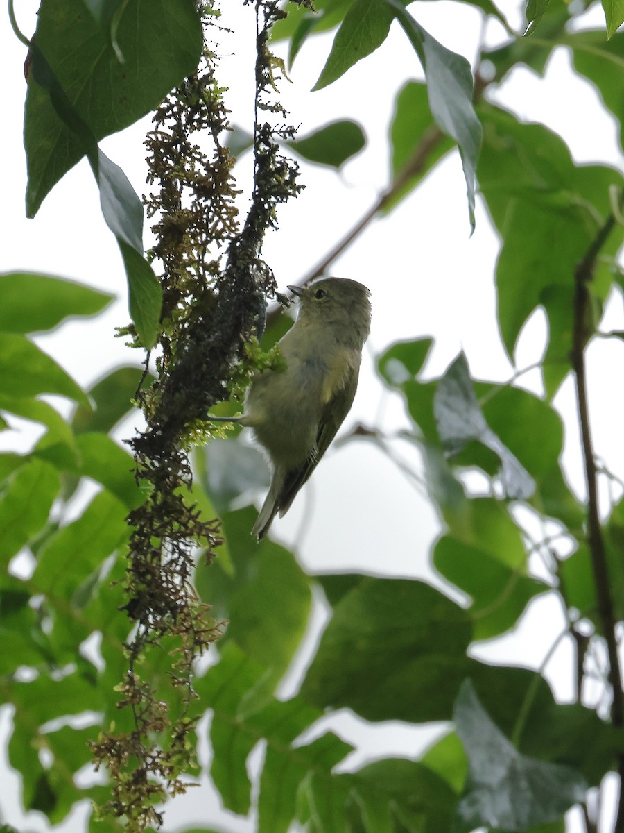 Yellow-browed Tit - ML640853460