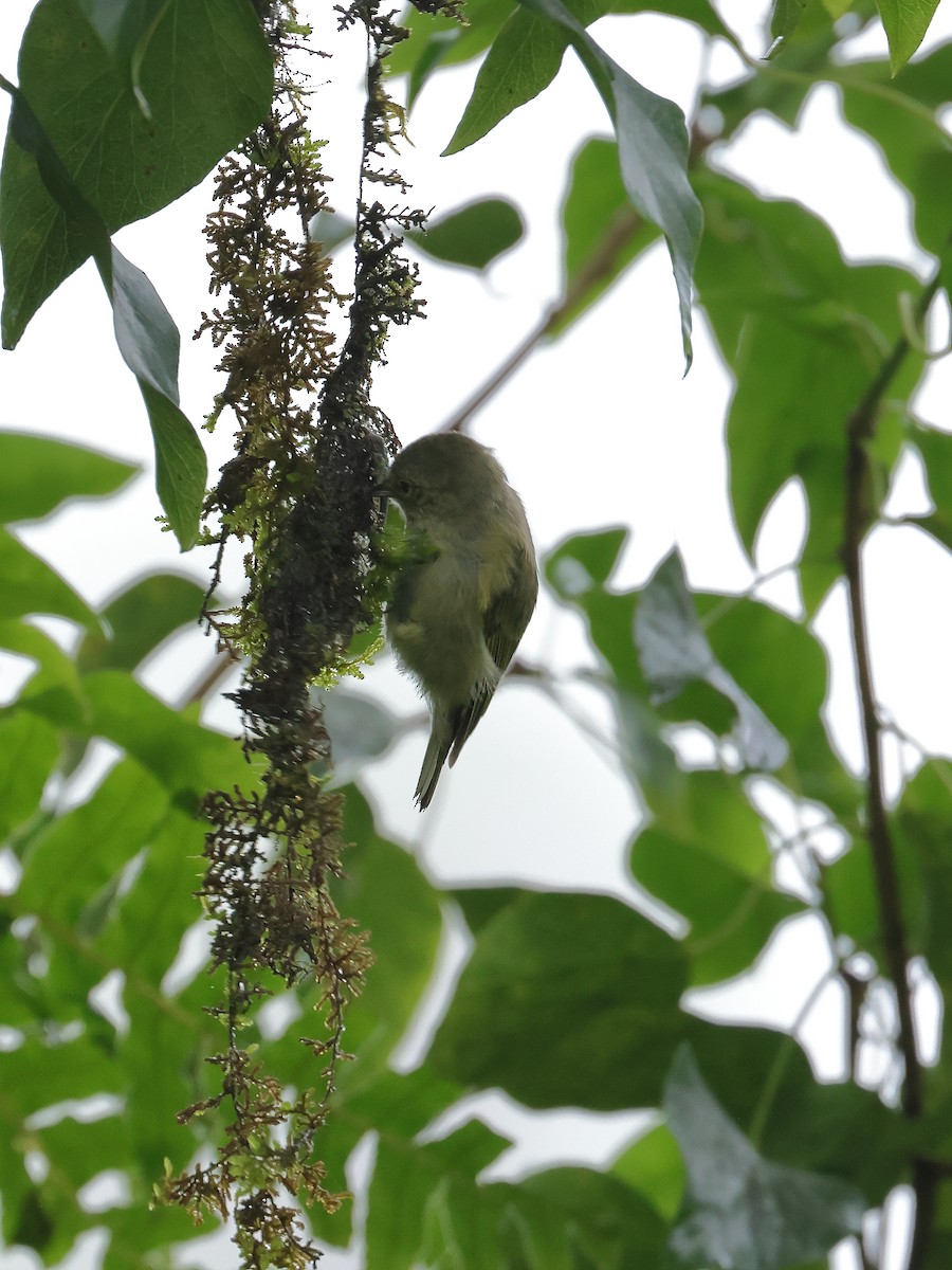 Yellow-browed Tit - ML640853461