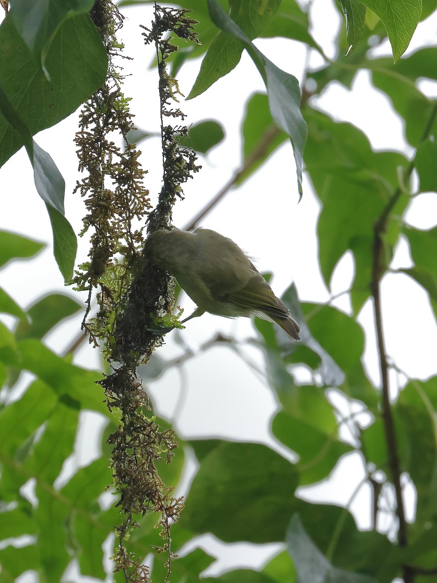 Yellow-browed Tit - ML640853462