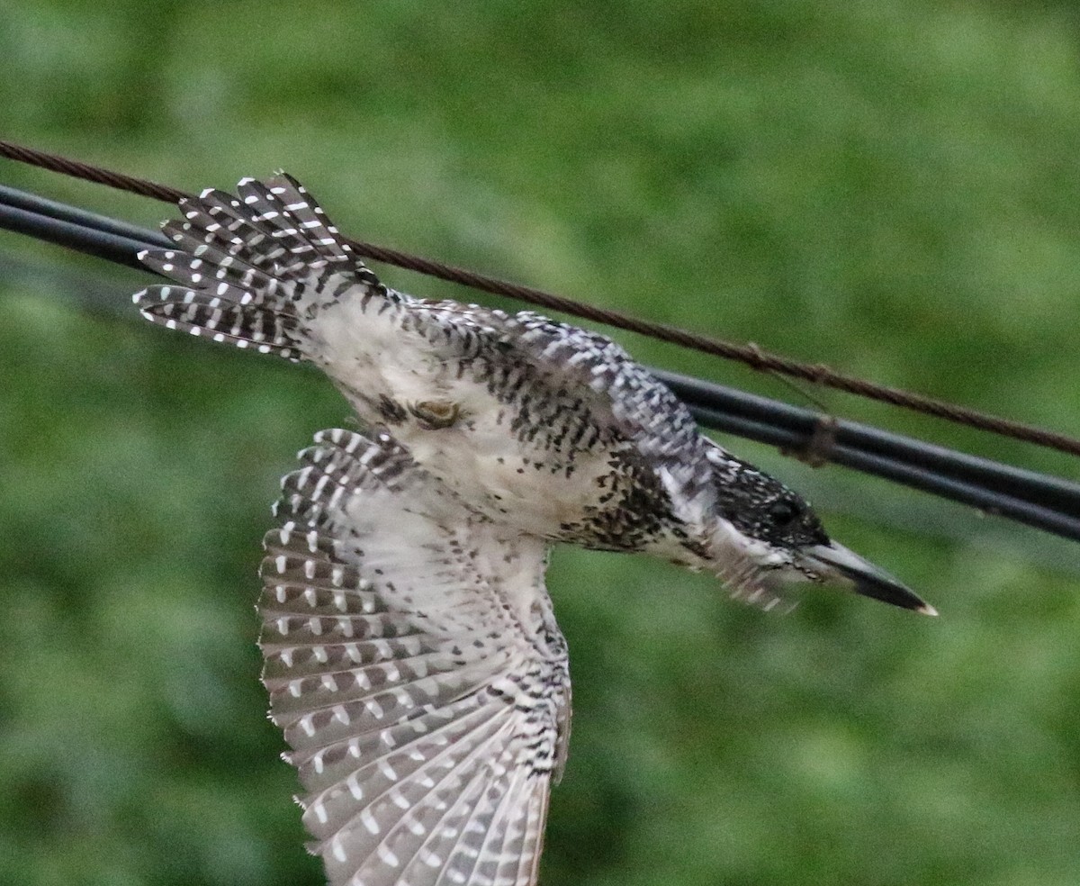 Crested Kingfisher - ML640853463