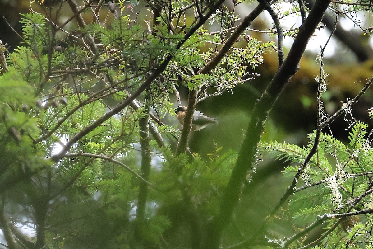 Black-browed Tit - ML640853478