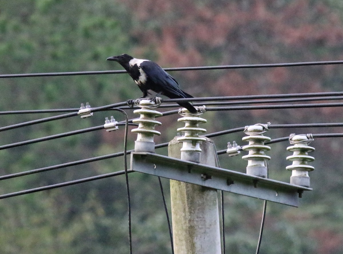 Collared Crow - ML640853481