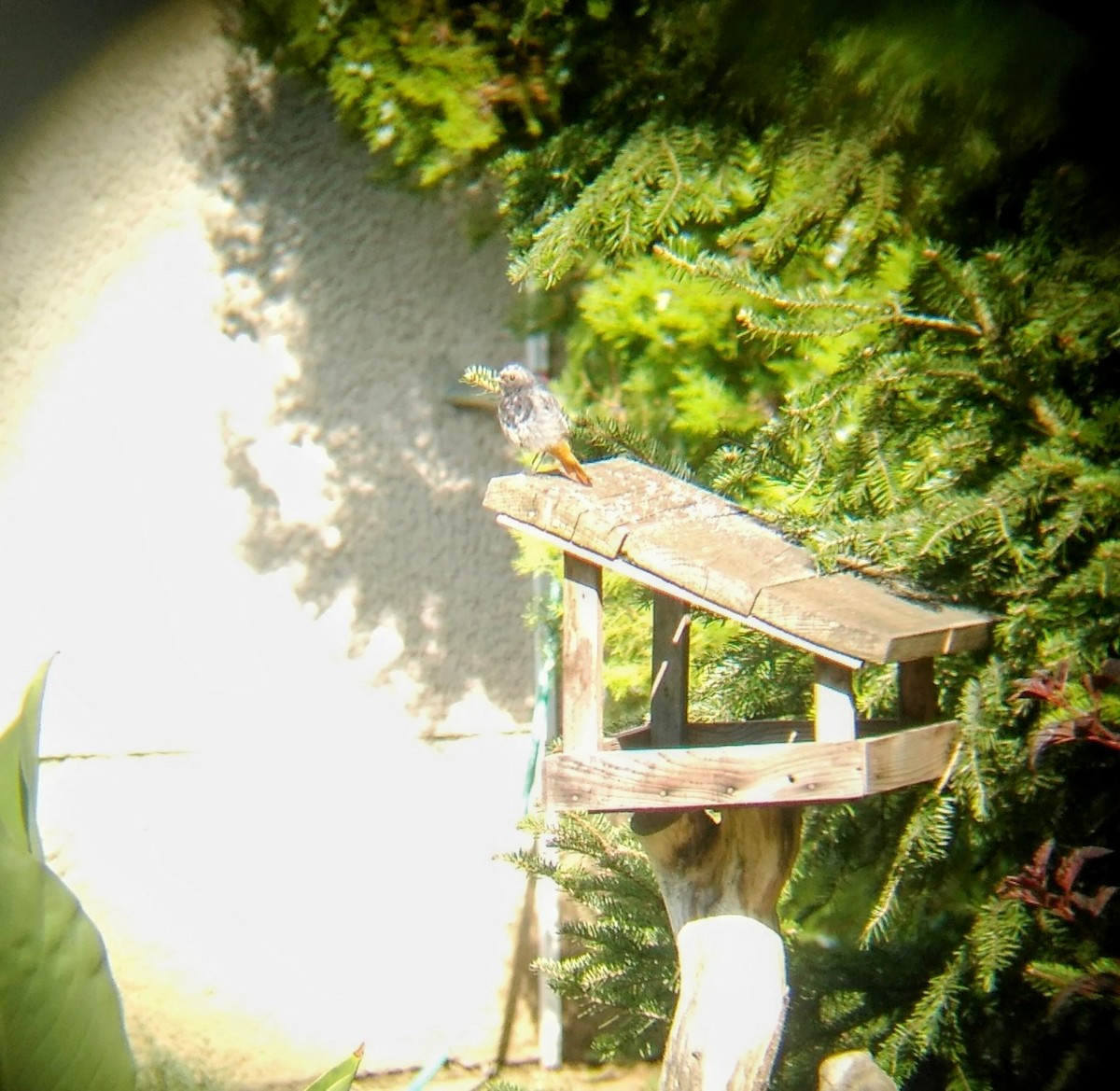 Black Redstart - ML640853536